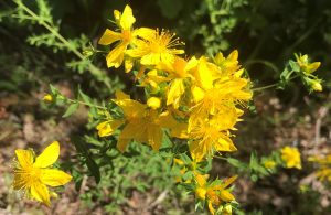 St. John's Wort